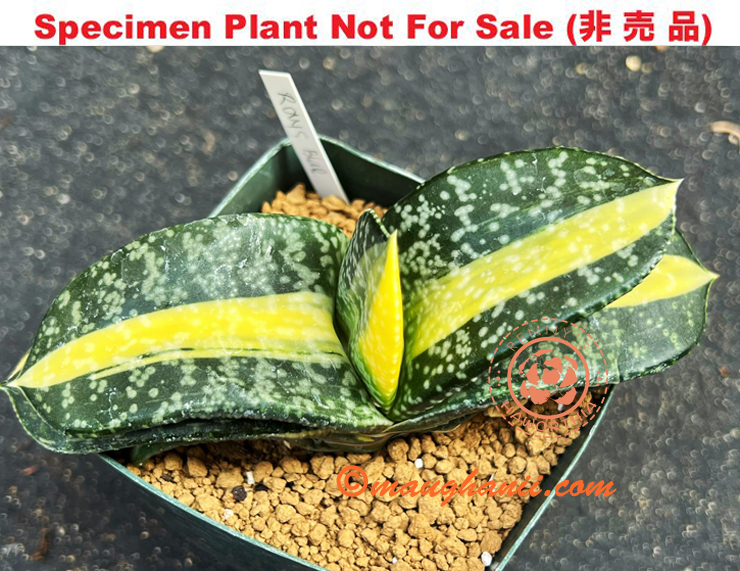 G-55 G. cv 'Blue Ray', 20 fresh seeds 2025 G-55 G. cv 'Blue Ray', 20 fresh seeds 2025